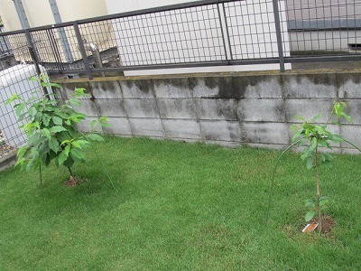 20150516さくらんぼ.jpg