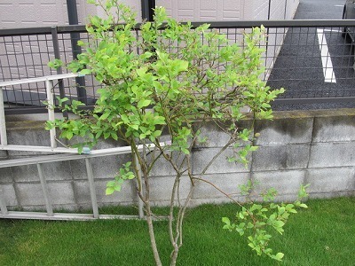 20150516ブルーベリー.jpg