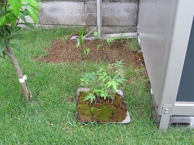 20150516ミョウガ.jpg