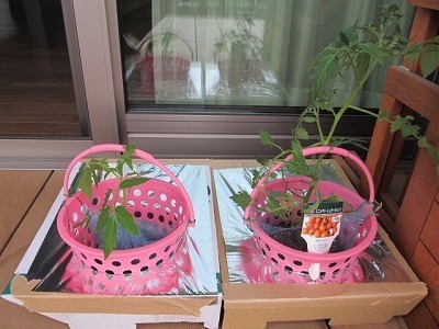 20150516水耕栽培.jpg