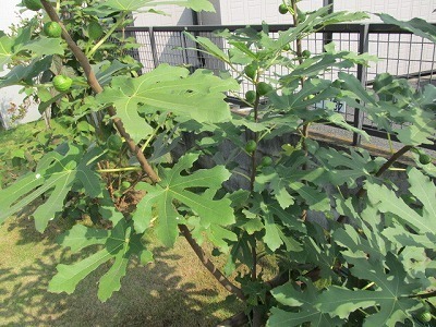 20151024青いいちじく.jpg