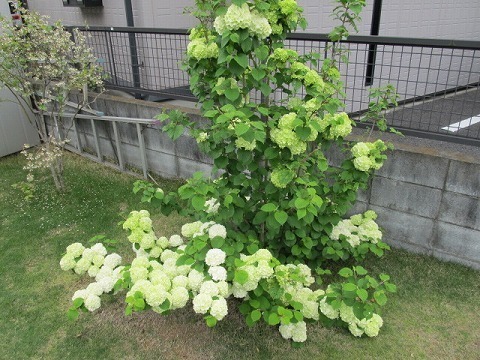 20160423オオデマリ.jpg