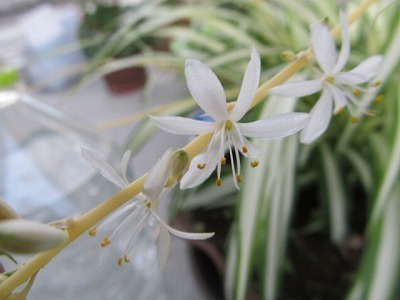 オリズルランの花.jpg