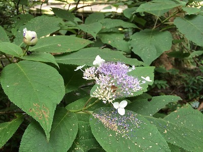 額紫陽花の咲いたとこ.jpg