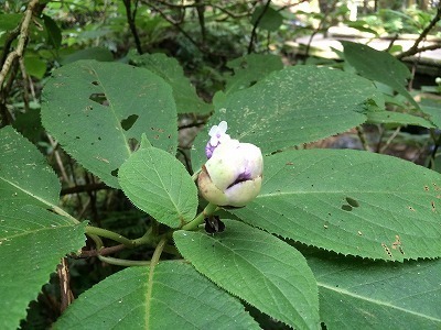 額紫陽花の咲きはじめ.jpg