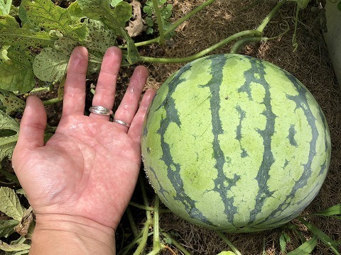 今年のスイカは蔓ボケか 小さな平屋でまったりと好きな事を適当にやる生活