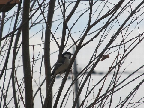 IMG_2676.jpg