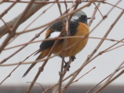 IMG_2685.jpg