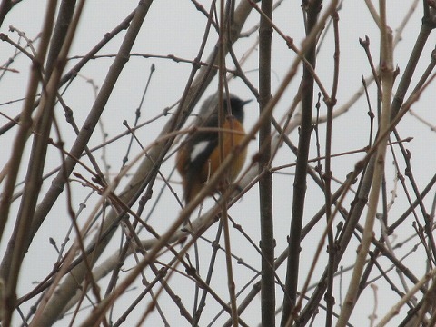 IMG_3013.jpg