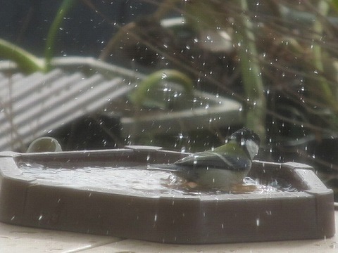 IMG_3037.jpg