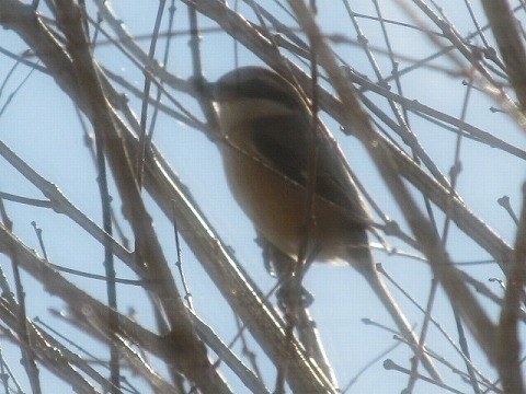IMG_3039.jpg