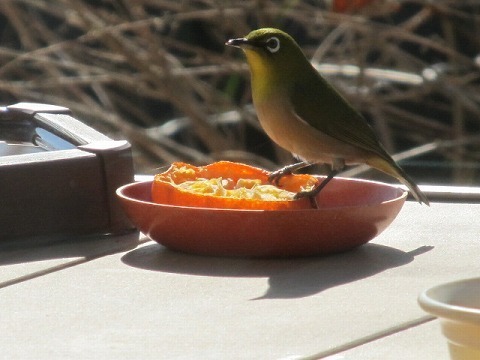 IMG_3050.jpg