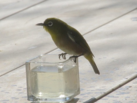 IMG_3136.jpg