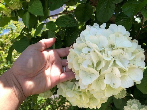 IMG_8963.jpg